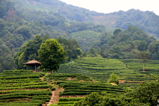Plantations du thé vert à Longjing- Crédit Eugénie Rousak