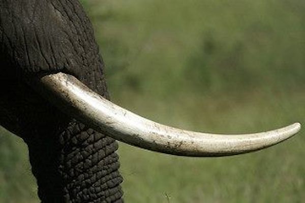 Crédits : Flickr /  Jean-Marc Descamps Crédits : Flickr /  Jean-Marc Descamps