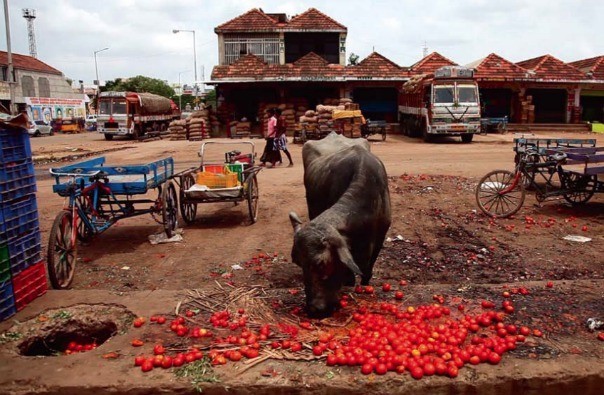 « Global Gâchis », le scandale mondial du gaspillage alimentaire « Global Gâchis », le scandale mondial du gaspillage alimentaire