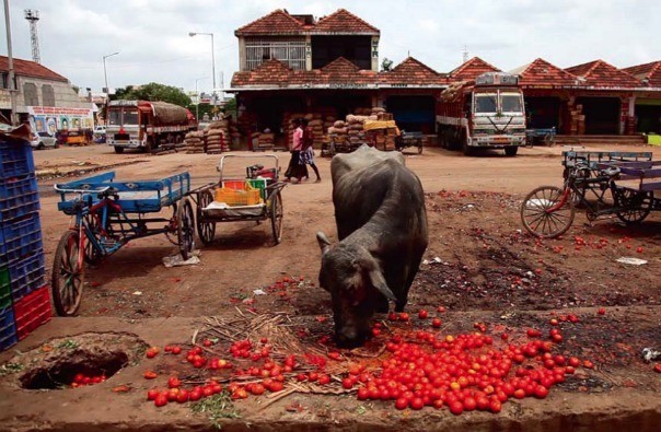 « Global Gâchis », le scandale mondial du gaspillage alimentaire 