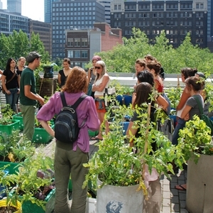 Agriculture urbaine : à Montréal, l'avenir est sur les toits. Agriculture urbaine : à Montréal, l'avenir est sur les toits.