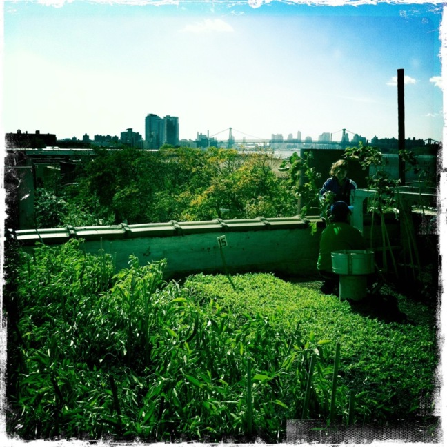 Agriculture urbaine : à Montréal, l'avenir est sur les toits.