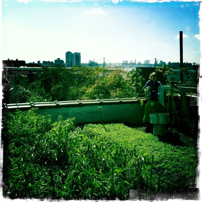 Agriculture urbaine : à Montréal, l'avenir est sur les toits. Agriculture urbaine : à Montréal, l'avenir est sur les toits.