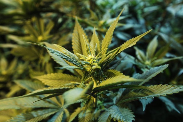 La marijuana légalisée aux Etats-Unis La marijuana légalisée aux Etats-Unis