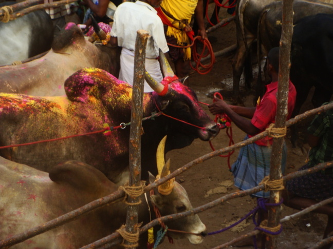 Le Jalli kattu : des cowboys pas si « peace » que ça…