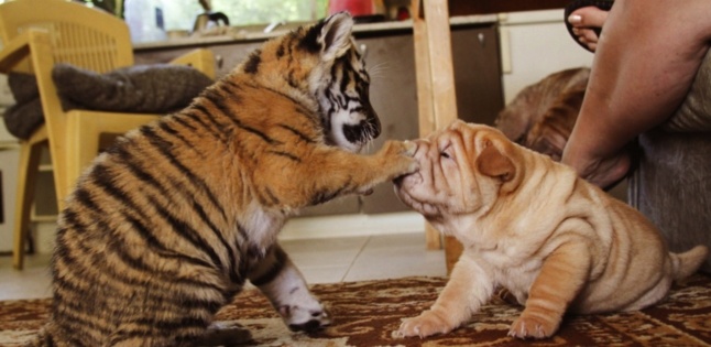 Inde : louez un tigre ! Inde : louez un tigre !