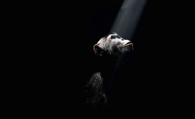Chimpanzés : une merveilleuse rencontre signée Disney Chimpanzés : une merveilleuse rencontre signée Disney