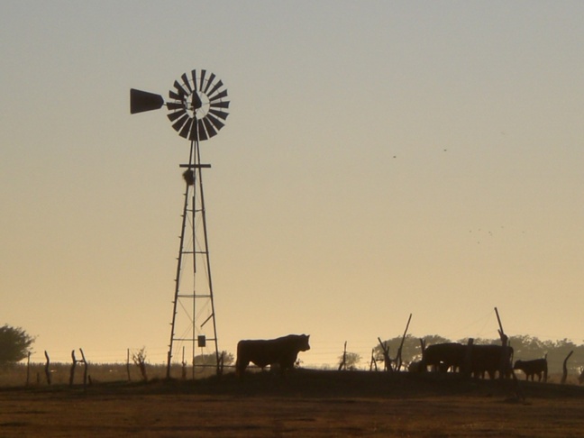 La ganadería de bovino, una destreza argentina