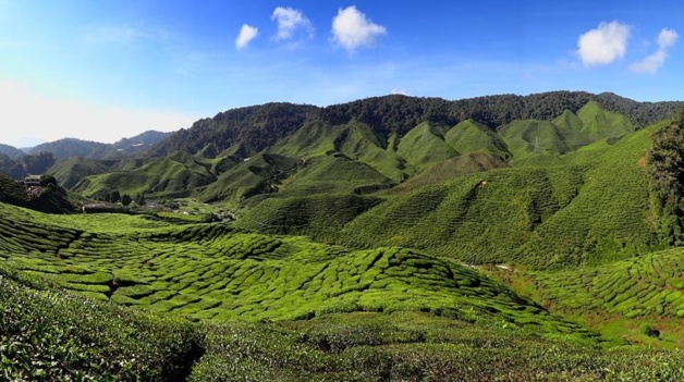 The Bharat Tea Plantation near Tanah Rata in the Cameron Highlands, Malaysia | Crédit Photo : bjornfree.com / Bjørn Christian Tørrissen