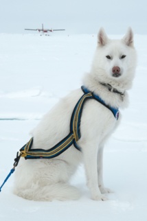 Crédits photo -- Benoit Poyelle | Deepsea Under The Pole by Rolex Crédits photo -- Benoit Poyelle | Deepsea Under The Pole by Rolex