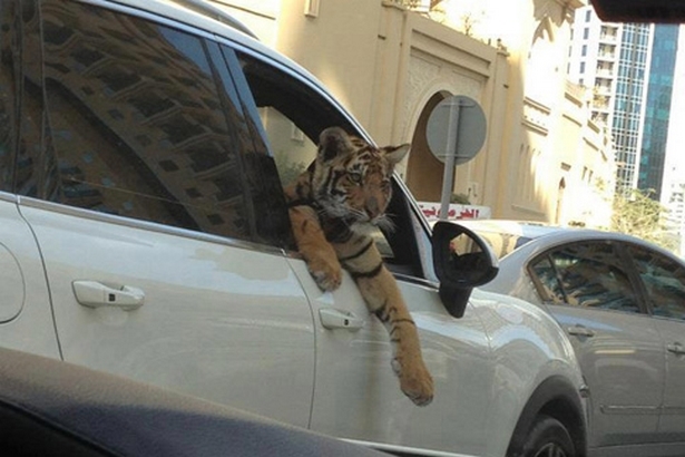 Tigre dans un véhicule en pleine Marina Promenade à Dubaï | DR/réseaux sociaux Tigre dans un véhicule en pleine Marina Promenade à Dubaï | DR/réseaux sociaux