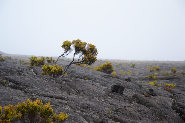 L'île de la Réunion - Crédit Marie Pothin