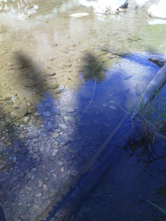 Quelques poissons - Crédit Carolina Duarte de Jesus Quelques poissons - Crédit Carolina Duarte de Jesus