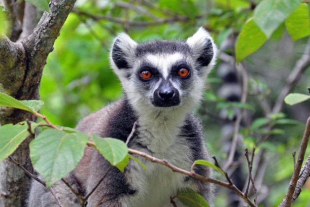 Crédit : chroniqueduvastemonde.com Crédit : chroniqueduvastemonde.com