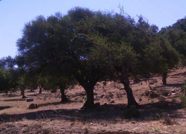 Albero di argan lungo la strada – Fonte Carolina Duarte de Jesus