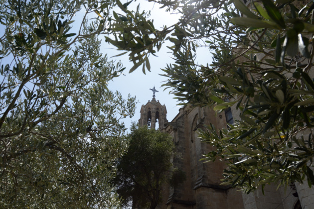 Les oliviers de l’église et le clocher de celle-ci. Crédit Auriane Guiot