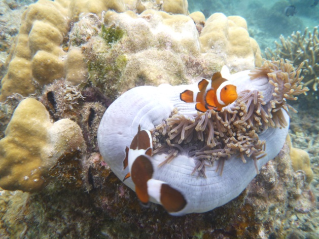 Escapade malaisienne : une plongée exotique vers la diversité (1/2)