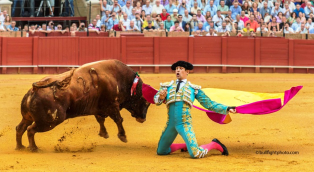 José Maria Manzanares fils, dans la position à genou appelée « a porta gayola » lors de la « feria de San Miguel » dans les arènes de Séville en septembre 2012 – Crédit  bullfightfhoto.com