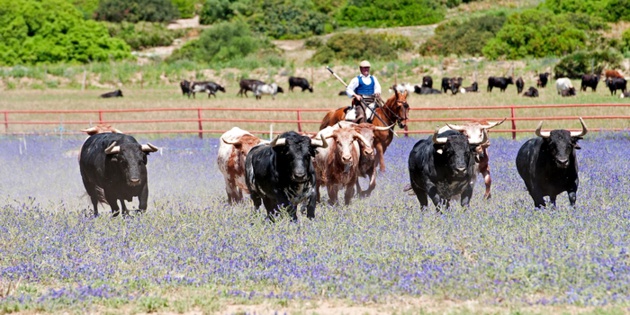 Elevage taurin de la « ganadería » Torrestrella situé à Medina Sidonia dans la province de Cadix en Andalousie – Crédit EFE Elevage taurin de la « ganadería » Torrestrella situé à Medina Sidonia dans la province de Cadix en Andalousie – Crédit EFE