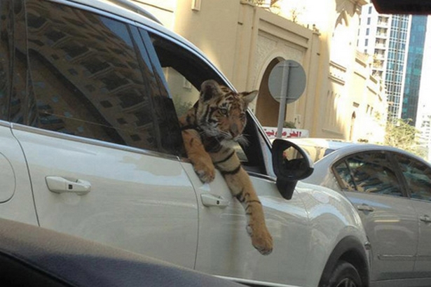 Tigre dans un véhicule en pleine Marina Promenade à Dubaï | DR/réseaux sociaux