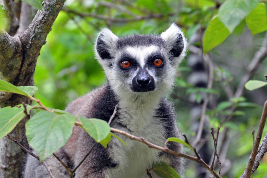 Crédit : chroniqueduvastemonde.com Crédit : chroniqueduvastemonde.com