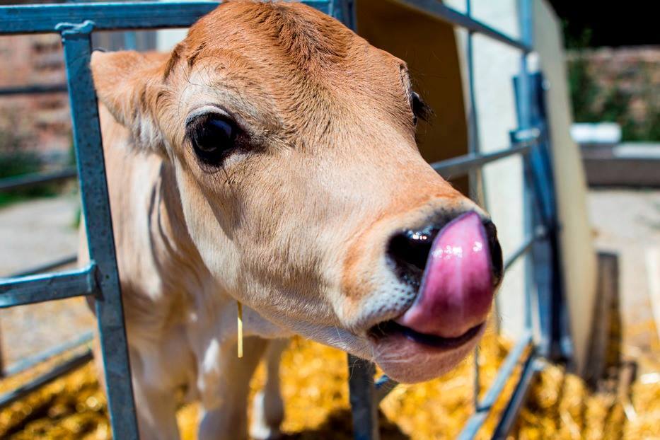 USAID a permis d'améliorer l'élevage au Kirghistan, en important des technologies ainsi que 200 vaches. Crédit USAID USAID a permis d'améliorer l'élevage au Kirghistan, en important des technologies ainsi que 200 vaches. Crédit USAID