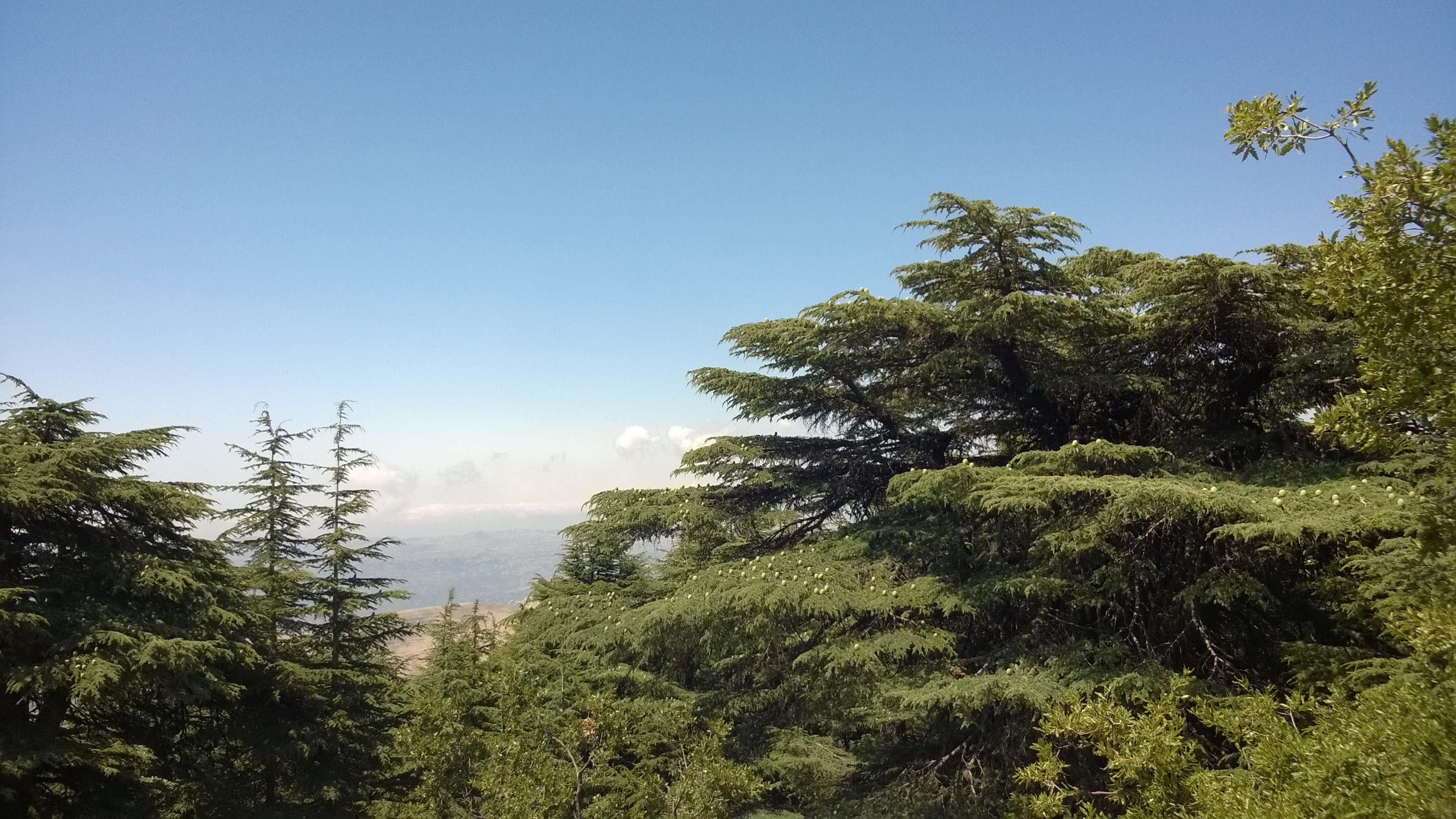 Le Cèdre du Liban, Réserve naturelle du Shouf - Crédit Salomé Ietter