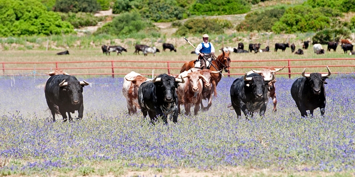 Elevage taurin de la « ganadería » Torrestrella situé à Medina Sidonia dans la province de Cadix en Andalousie – Crédit EFE