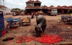 « Global Gâchis », le scandale mondial du gaspillage alimentaire 
