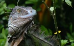 Le Costa Rica, l'écologie comme empreinte