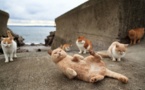 Tashirojima : une densité de minous hors-norme
