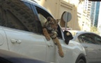 Dubaï : les animaux sauvages envahissent les rues