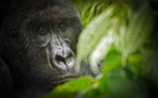 Les pétroliers boutés hors du plus vieux parc d'Afrique
