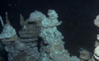 Découverte de l'un des chaînons manquants de l'évolution Découverte de l'un des chaînons manquants de l'évolution