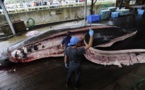 Whaling: traditions against the oceans