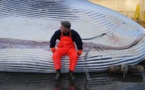Caça às baleias, tradições contra os oceanos