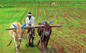 Inde : une réforme qui facilite l’achat de terres