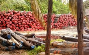 Un militant écologiste condamné à six mois de prison ferme à Madagascar 