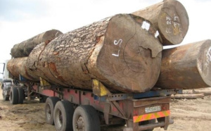 RDC : Greenpeace lance un appel au boycott