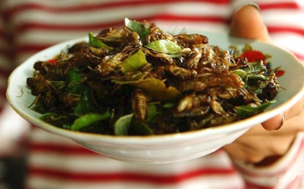 Entomophagie, la fin des haricots !