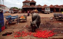 « Global Gâchis », le scandale mondial du gaspillage alimentaire 