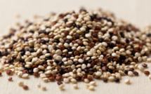 Le Quinoa : l’or et la menace de la Bolivie