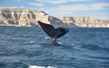 Uruguay : le nouveau « sanctuaire pour les baleines et les dauphins »