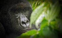 Les pétroliers boutés hors du plus vieux parc d'Afrique