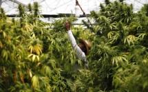 Jamaïque : le cannabis enfin dépénalisé