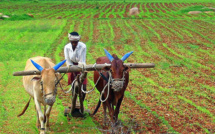 Inde : une réforme qui facilite l’achat de terres