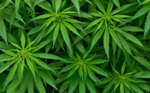 Chili : vers une dépénalisation du cannabis