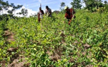 Pérou : la production de feuilles de coca diminue