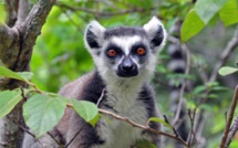 Madagascar : création de nouvelles réserves naturelles