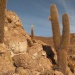 Cactus candélabres sur l'île d'Inkawasi